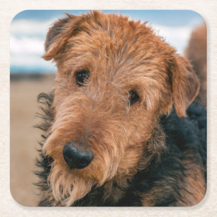 Porträt eines Airedale Terriers Rechteckiger Pappuntersetzer