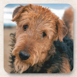 Porträt eines Airedale Terriers Untersetzer