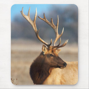 Porträt eines atemberaubenden Bullenelchs Mousepad