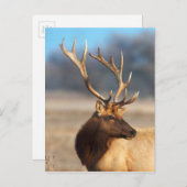 Porträt eines atemberaubenden Bullenelchs Postkarte (Vorne/Hinten)