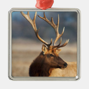 Porträt eines atemberaubenden Bullenelchs Silbernes Ornament