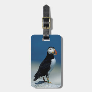 Porträt eines Atlantischen Puffs Gepäckanhänger