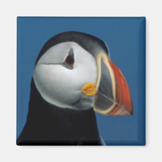 Porträt eines Atlantischen Puffs Magnet (Vorne)