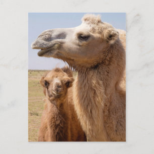 Porträt eines Baktrischen Kamels Postkarte