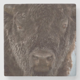 Porträt eines Bisonbullen im Regen Steinuntersetzer