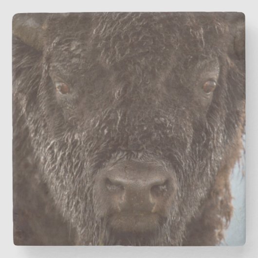 Porträt eines Bisons Stier im Regen Steinuntersetzer (Vorderseite)