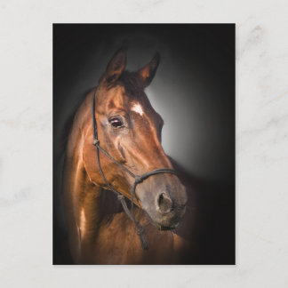 Porträt eines Bucht Thoroughbred Postkarte