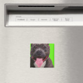 Porträt eines Bulldoggen Magnet (In Situ (Geschirrspüler))