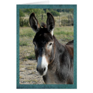 Porträt eines Burro