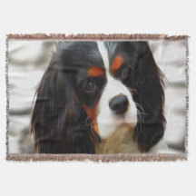 Porträt eines Cavalier King Charles Spaniels