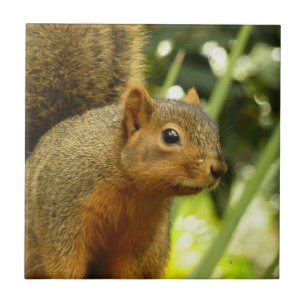 Porträt eines Eichhörnchens Natur Tierfotografie Fliese