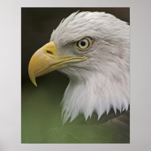 Porträt eines erwachsenen Weißkopfseeadlers, Halia Poster