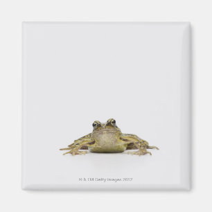 Porträt eines Frosches in einem weißen Studio Magnet