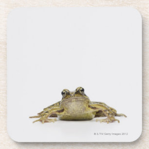 Porträt eines Frosches in einem weißen Studio Untersetzer