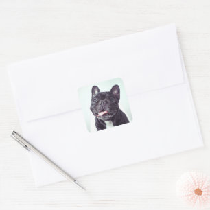 Porträt eines glücklichen französischen Bulldog Quadratischer Aufkleber