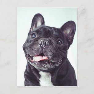Porträt eines glücklichen französischen Bulldoggen Postkarte