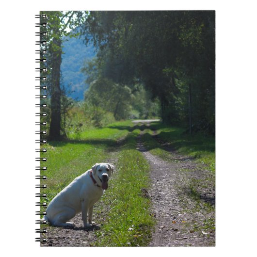 Porträt eines goldenen Retriever, der sich hinsetz Notizblock (Vorderseite)