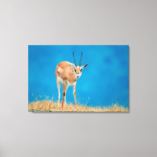 Porträt eines Grant-Gazellen-Weibchens (Gazella Gr Leinwanddruck