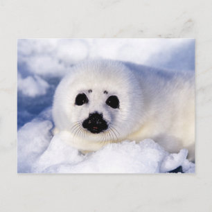 Porträt eines Harfensäuglings Postkarte