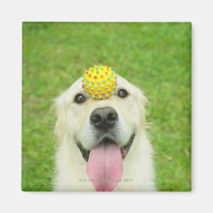 Porträt eines Hundes mit einem Ball auf seiner Magnet