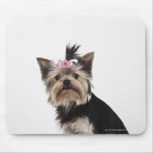 Porträt eines Hundes Yorkshires Terrier Mousepad