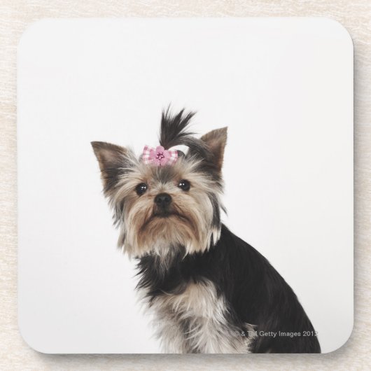 Porträt eines Hundes Yorkshires Terrier Untersetzer (Vorderseite)