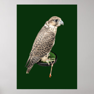 Porträt eines jagenden Falken echtes Foto Poster