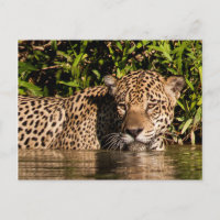 Porträt eines Jaguar-Schwimmens