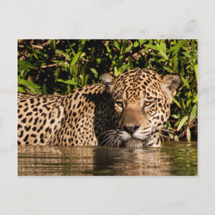 Porträt eines Jaguar-Schwimmens Postkarte