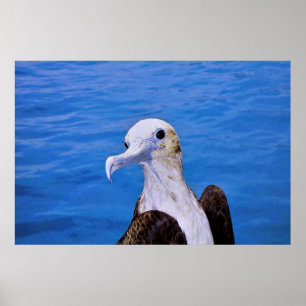 Porträt eines jungen Frigatebird Poster