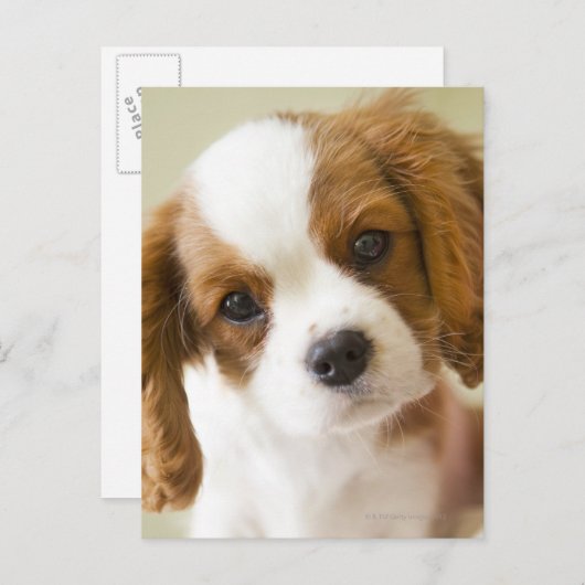 Porträt eines Königcharles Spanielwelpen Postkarte (Vorne/Hinten)