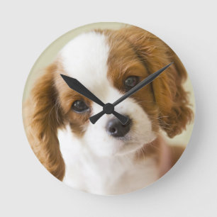 Porträt eines Königcharles Spanielwelpen Runde Wanduhr