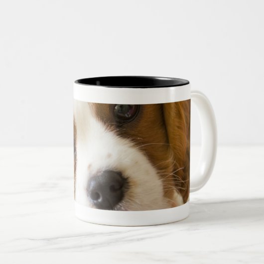 Porträt eines Königcharles Spanielwelpen Zweifarbige Tasse (VorderseiteRechts)