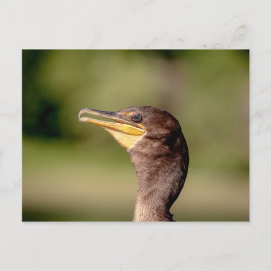 Porträt eines Kormorans Postkarte (Vorderseite)