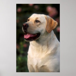 Porträt eines Labrador Retrievers, Hilton Poster