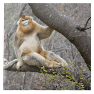 Porträt eines männlichen Goldaffen im Baum Fliese