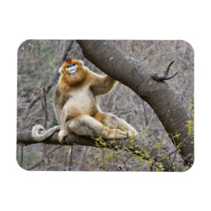 Porträt eines männlichen Goldaffen im Baum Magnet