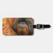 Porträt eines männlichen Orang-Utans, Georgia, USA Gepäckanhänger (Vorderseite horizontal)