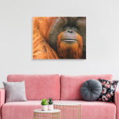 Porträt eines männlichen Orang-Utans, Georgia, USA Leinwanddruck (Insitu (Wohnzimmer))