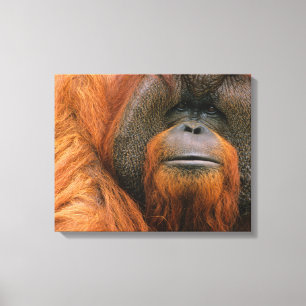 Porträt eines männlichen Orang-Utans, Georgia, USA Leinwanddruck