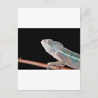 Porträt eines männlichen Panther Chameleon (Furcif Postkarte