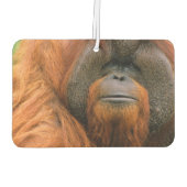 Porträt eines Orang-Utan-Männchens, Georgia, USA Autolufterfrischer (Rückseite)