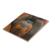 Porträt eines Orang-Utan-Männchens, Georgia, USA Fliese (Seite)