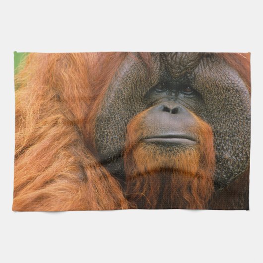 Porträt eines Orang-Utan-Männchens, Georgia, USA Geschirrtuch (Horizontal)