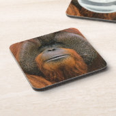 Porträt eines Orang-Utan-Männchens, Georgia, USA Getränkeuntersetzer (Linke Seite)