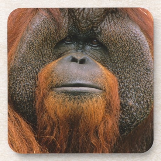 Porträt eines Orang-Utan-Männchens, Georgia, USA Getränkeuntersetzer (Vorderseite)