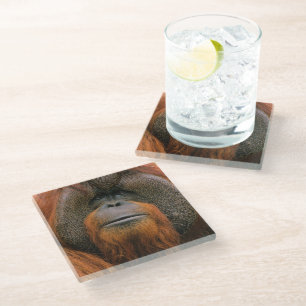 Porträt eines Orang-Utan-Männchens, Georgia, USA Glasuntersetzer