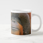 Porträt eines Orang-Utan-Männchens, Georgia, USA Jumbo-Tasse (Rechts)
