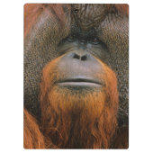 Porträt eines Orang-Utan-Männchens, Georgia, USA Klemmbrett (Rückseite)