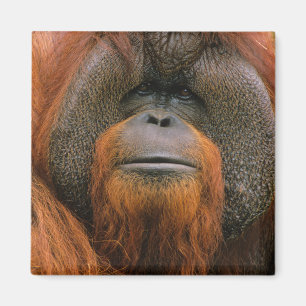 Porträt eines Orang-Utan-Männchens, Georgia, USA Magnet
